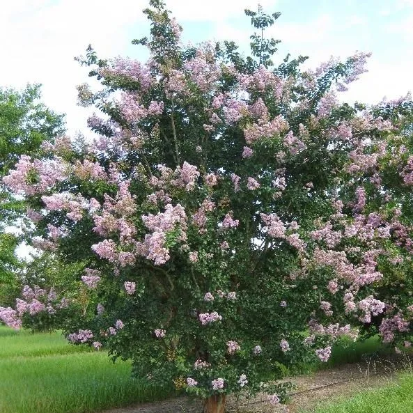 thumbnail for publication: Apalachee Crapemyrtle—Lagerstroemia indica × fauriei 'Apalachee'